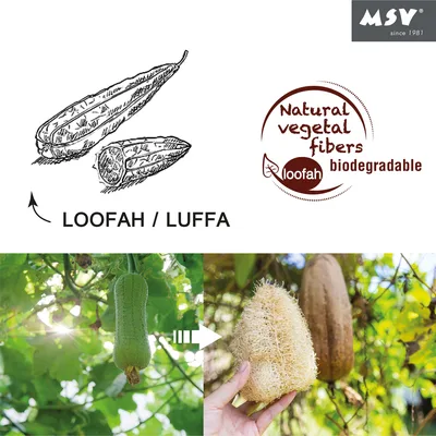 ספוג ליפה טבעי לרחצה